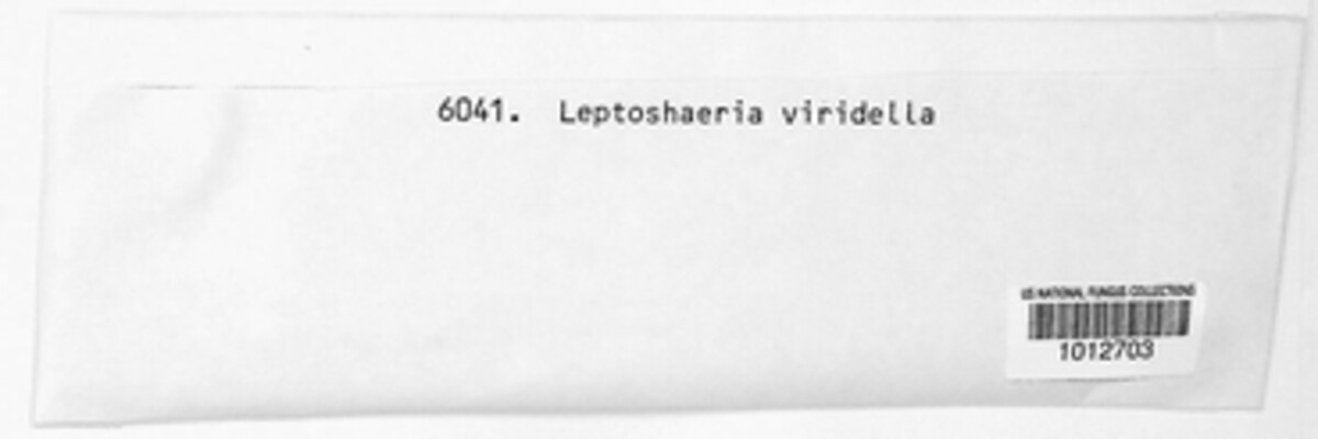 Phaeosphaeria viridella image
